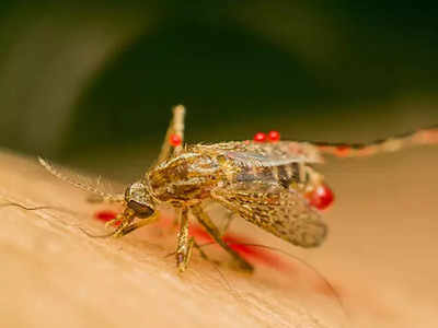 मच्छरों से सिर्फ Dengue या मलेरिया ही नहीं, होती हैं ये खतरनाक बीमारियां भी
