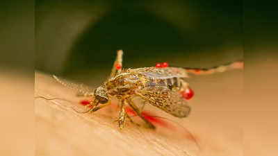 मच्छरों से सिर्फ Dengue या मलेरिया ही नहीं, होती हैं ये खतरनाक बीमारियां भी