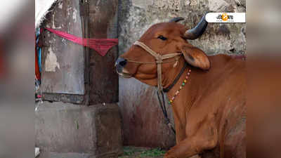 কৃষ্ণের মতো বাঁশি শুনলে গোরু বেশি দুধ দেয়, দাবি বিজেপি বিধায়কের