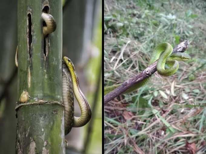 ಪುನ್‌ಶಿಲೋಕ್ ಅರಣ್ಯದಲ್ಲಿ ನೆಲೆಸಿರುವ ವಿವಿಧ ಜಾತಿಯ ಹಾವುಗಳು