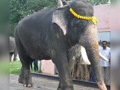 ಗಜಪಡೆ ಕ್ಯಾಪ್ಟನ್‌ ಅರ್ಜುನನೇ ಬಲಭೀಮ