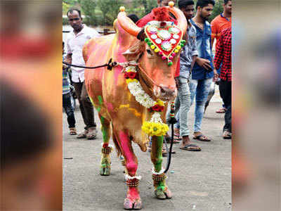 जनावरांचा पोळा यंदा छावणीतच