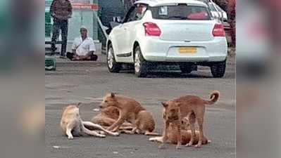 ಹೆಚ್ಚುತ್ತಿರುವ ಬೀದಿನಾಯಿ ಕಾಟ