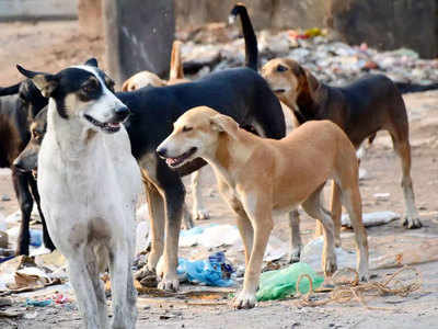 लखनऊ: नगर निगम शुरू करेगा कुत्तों की नसबंदी, निजी संस्था से करार