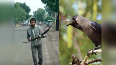 కక్ష కట్టిన కాకులు.. వ్యక్తిపై మూడేళ్లుగా దాడి, కారణం తెలిస్తే షాకవుతారు!