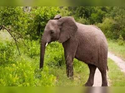 ಆಹಾರ ಅರಸಿ ಕಾಡಿನಿಂದ ನಾಡಿಗೆ ಬಂದ ಕಾಡಾನೆ ಸಾವು