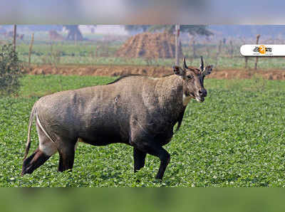 জীবন্ত নীলগাইকে কবর দিল গ্রামবাসীরা, দেখুন ভিডিয়ো...