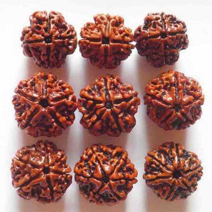 rudraksha 1