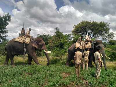 ಹುಲಿ ಸೆರೆಗೆ ಮುಂದುವರಿದ ಶೋಧ