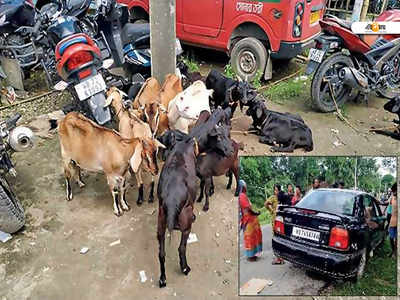 এসি গাড়িতে চতুষ্পদ সওয়ারি, চোখ কপালে পুলিশকর্মীদের