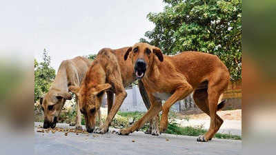 गुजरात में हर रोज एक हजार लोगों को काट रहे कुत्ते