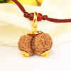 gowri shankar rudraksha