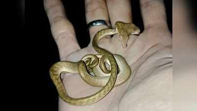 Bali Snake : சிக்கியது இரட்டை தலை நாகம்..!  - வைரலாகும் வீடியோ