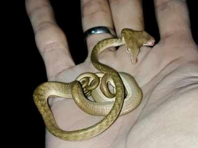 Bali Snake : சிக்கியது இரட்டை தலை நாகம்..!  - வைரலாகும் வீடியோ