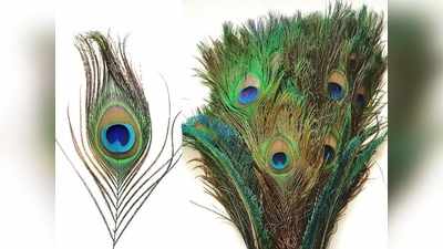Peacock Feather: வாஸ்து தோஷத்தை நீக்கும் மயில் இறகு... உபயோகிப்பது எப்படி தெரியுமா?