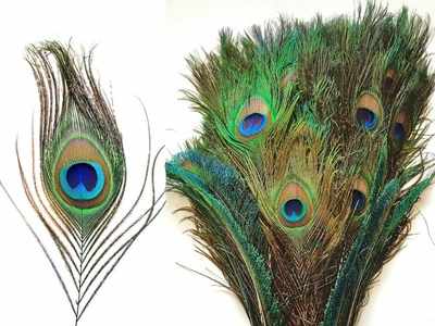 Peacock Feather: வாஸ்து தோஷத்தை நீக்கும் மயில் இறகு... உபயோகிப்பது எப்படி தெரியுமா?