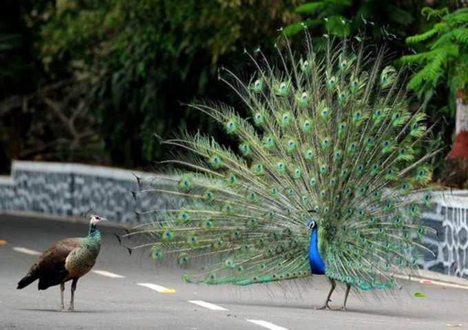 peacock