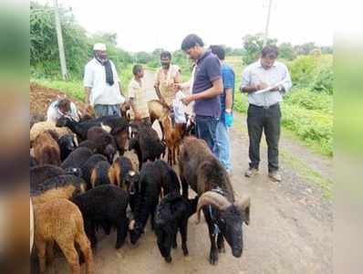 ಕುರಿ-ಮೇಕೆ ಸಾವು: ವಿಜ್ಞಾನಿ ಭೇಟಿ, ಪರಿಶೀಲನೆ