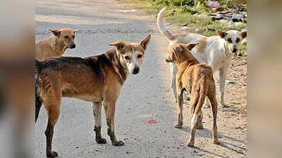 महाराष्ट्रः मुंह-पैर बांधकर सड़क पर फेंके गए थे 100 आवारा कुत्ते, 90 मृत मिले