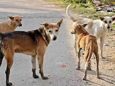 बुलडाण्यात सापडले भटक्या कुत्र्यांचे ९० शव