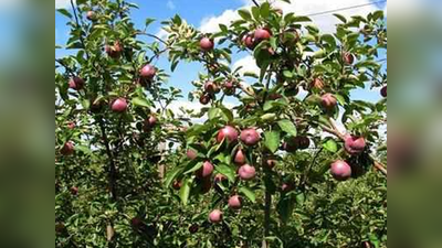 जम्मू-कश्मीरः किसानों की आय बढ़ाने का प्लान, खरीदे जाएंगे 12 लाख मीट्रिक टन सेब