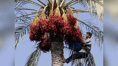 தூத்துக்குடி பேரீச்சை சாகுபடிக்கு மானியத்தை அறிவித்தார் ஆட்சியர்..!