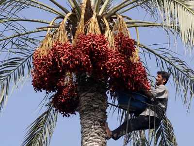 தூத்துக்குடி பேரீச்சை சாகுபடிக்கு மானியத்தை அறிவித்தார் ஆட்சியர்..!