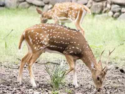 ಕಾಂಕ್ರೀಟ್‌ ಕಾಡು ಬೆಂಗಳೂರಿಗೆ ಜಿಂಕೆಗಳ ವಲಸೆ: ತ್ಯಾಮಗೊಂಡ್ಲು ಕೆರೆಯೇ ನಿವಾಸ