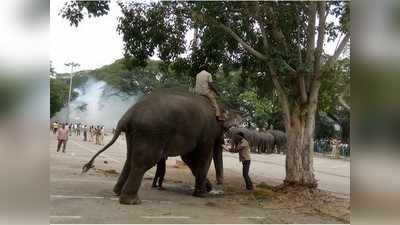 ಮೈಸೂರು ದಸರಾ ಹಿನ್ನೆಲೆ ಅರಮನೆ ಆವರಣದಲ್ಲಿ ಸಿಡಿಮದ್ದಿನ ತಾಲೀಮು: ಬೆದರಿದ ಈಶ್ವರ!