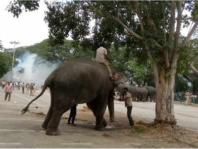 ಮೈಸೂರು ದಸರಾ ಹಿನ್ನೆಲೆ ಅರಮನೆ ಆವರಣದಲ್ಲಿ ಸಿಡಿಮದ್ದಿನ ತಾಲೀಮು: ಬೆದರಿದ ಈಶ್ವರ!