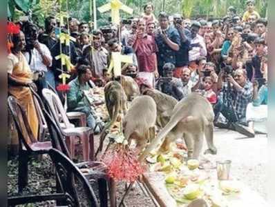 ವಾನರರಿಗೆ ಓಣಂ ಸದ್ಯ