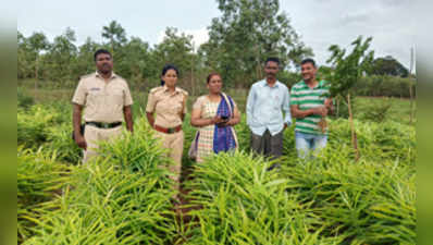 600 ಗ್ರಾಂ ಗಾಂಜಾ ವಶಕ್ಕೆ