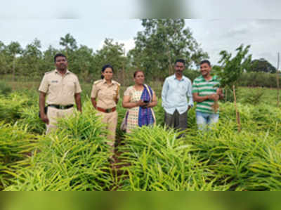 600 ಗ್ರಾಂ ಗಾಂಜಾ ವಶಕ್ಕೆ