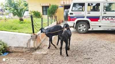 மரக்கன்றுகளை தின்றதால் ஆடுகள் கைது! ஓனருக்கு ரூ. 1,000 ஃபைன்