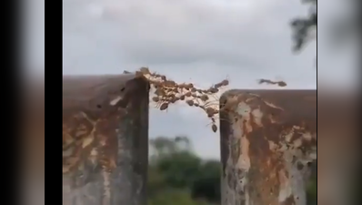 चींटियों ने साबित किया एकता में बड़ी ताकत, विडियो वायरल
