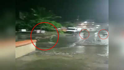 विडियो: जूनागढ़ की सड़कों पर बारिश में टहलते शेर के परिवार को देख हैरान लोग