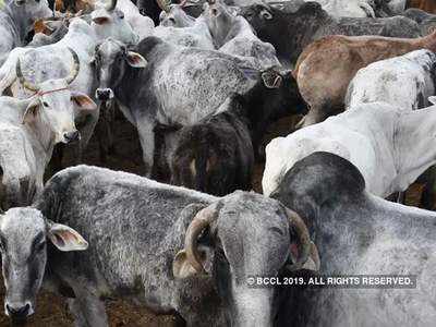 गायों की देसी नस्ल को बढ़ावा देने के लिए विदेशी सांड़ों पर क्यों टिकी सरकार की नजर