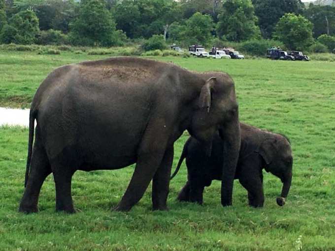 Elephants in Sri Lanka forest