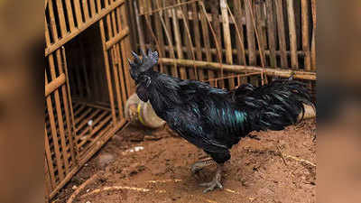 कड़कनाथ घोटाला: काले चिकन के नाम पर कई किसानों को ठगा, 4 अरेस्ट