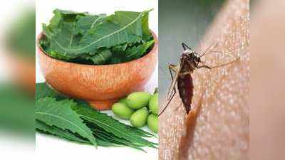 Dengue से लड़ने में मदद करता है नीम का जूस, ऐसे करें यूज