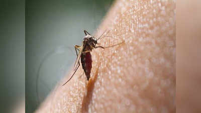उत्तराखंड: सामने आए डेंगू के 3 हजार के अधिक मामले, राज्यपाल ने स्वास्थ्य विभाग से मांगी रिपोर्ट