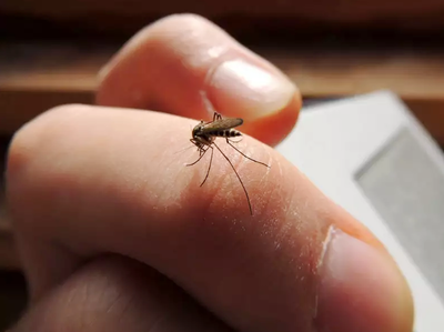 मच्छर से जन्मा वाइरस 9 दिन में बना सकता है ब्रेन डेड