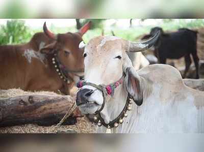 ഒന്നരലക്ഷം രൂപയുടെ താലിമാല കാള തിന്നു: തിരികെ ലഭിച്ചത് ഒമ്പത് ദിവസങ്ങൾക്ക് ശേഷം