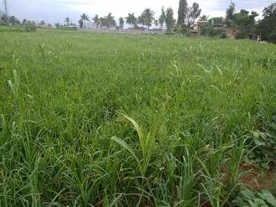 ಉತ್ತಮ ಮಳೆ, ರೈತನ ಮೊಗದಲ್ಲಿಕಳೆ