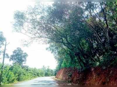 ಚೆರ್ಕಳ ಕಲ್ಲಡ್ಕ ರಸ್ತೆ ಬದಿ ವಾಲಿ ನಿಂತ ಮರಗಳಿಂದ ಅಪಾಯ