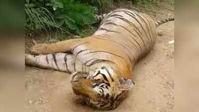 जिम कॉर्बेट टाइगर रिजर्व में आपसी संघर्ष में एक बाघ की मौत