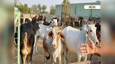 রাজস্থানে গোরু পাচারের অভিযোগে গণপিটুনির শিকার ১