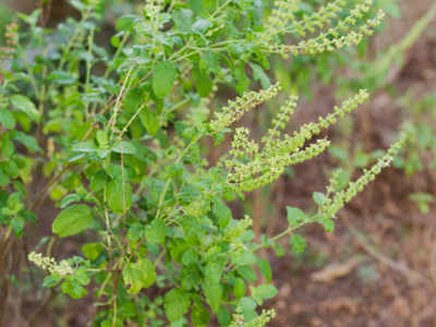 Holy Basil: துளசி செடிக்கு பூஜை ஏன் செய்ய வேண்டும், அதன் மகத்துவம் தெரியுமா?