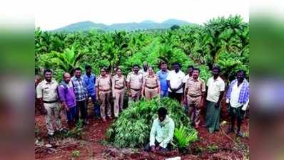 ಗಾಂಜಾ ಬೆಳೆದಾತ ಪೊಲೀಸರ ಅತಿಥಿ