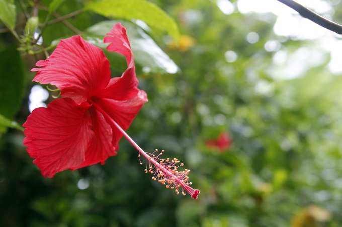 hibiscus for grey hair